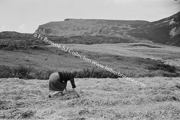 HAY MAKING